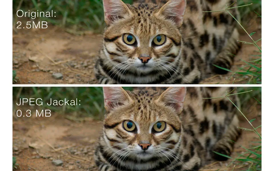 JPEG Jackal图片压缩神器
